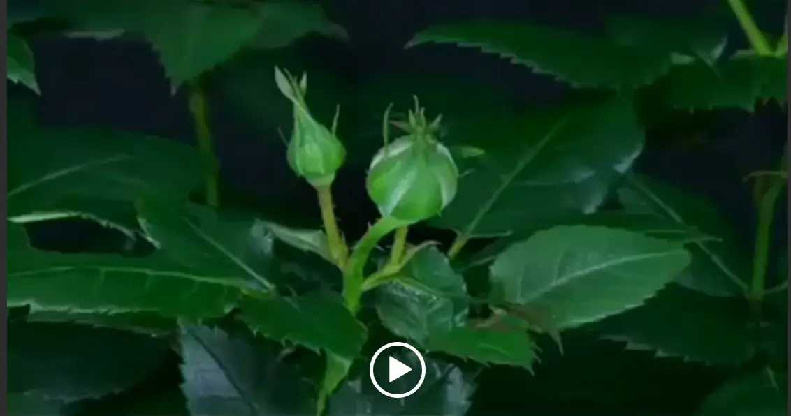 اهدای خون اهدای زندگی