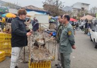 تداوم پایش بازار هفتگی املش و کنترل تخلفات زیست‌محیطی با محوریت مقابله با آنفلوانزای فوق‌حاد پرندگان